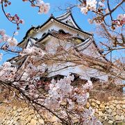 天守閣の周りの桜は街中と比べるとちょっと開花が遅いかな…。