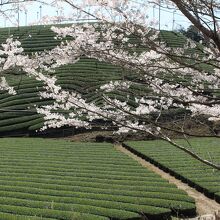 桜と茶畑