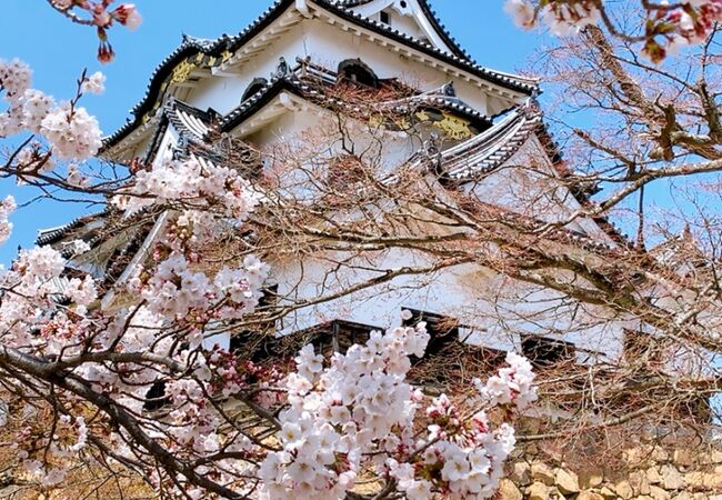 天守閣の周りの桜は街中と比べるとちょっと開花が遅いかな…。