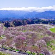 梅がキレイなことで有名な公園。　見頃の時期に是非再訪したいです。