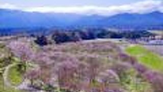 梅がキレイなことで有名な公園。　見頃の時期に是非再訪したいです。