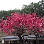 日本のチロルは花ももが満開