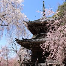 多宝塔としだれ桜