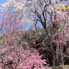 境内に咲き誇るしだれ桜