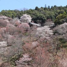 境内のしだれ桜は遠くからも目を引く