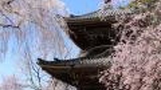 後醍醐天皇が好んだしだれ桜がきれい