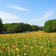 春の花畑（ネモフィラ、アイスランドポピー、ルピナス）が見頃です