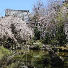 庭園としだれ桜