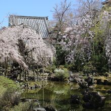 庭園としだれ桜