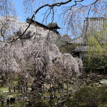 庭園としだれ桜