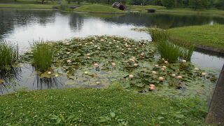 古民家あり、木道あり、花樹木ありで、多様な楽しみ方ができる公園