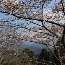 まだつぼみが多い