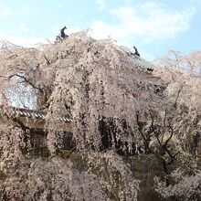 枝垂桜と北櫓