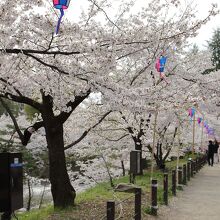堀沿いの桜