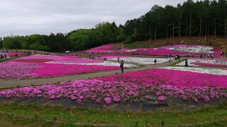 羊山公園 芝桜