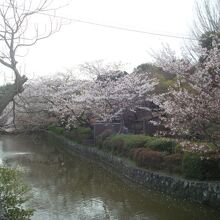 源氏池周辺の桜