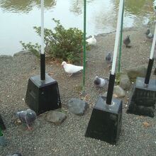 ハトがたくさん