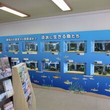 水生生物の展示も在ります（ある意味、元学校らしい企画♪）