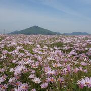 休耕田にマーガレットを植えた海沿いの公園。すばらしい眺め。