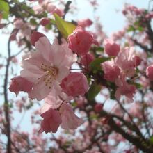 4月初旬、カイドウはつぼみもありました