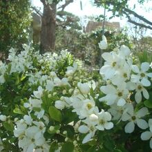 利休梅（4月初旬撮影）