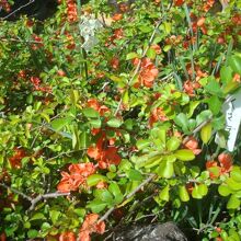 くさぼけ（4月初旬撮影）