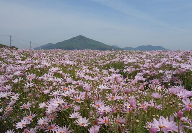 休耕田にマーガレットを植えた海沿いの公園。すばらしい眺め。