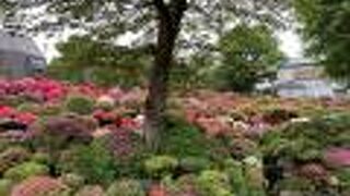 この時期だけつつじ苑の中に入れる