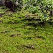 雨に苔が映える