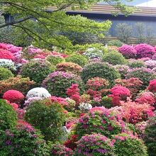 つつじがきれい