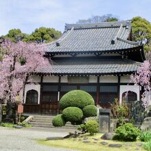 しだれ桜が綺麗だった