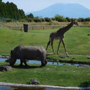 動物達との距離が近い、充実した動物公園