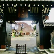 しだれ桜が素敵