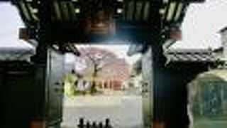 桜が綺麗だった