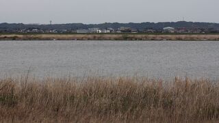 オオジュリンが見られました。