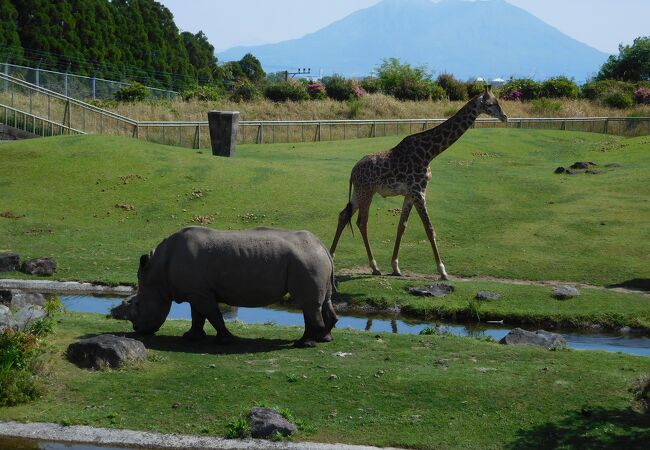 動物達との距離が近い、充実した動物公園