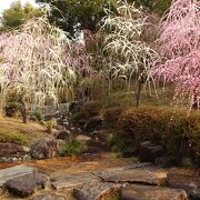 春の枝垂れ梅の時期は大混雑