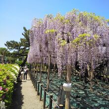 丁度今が見どころです