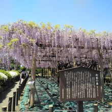 丁度今が見どころです