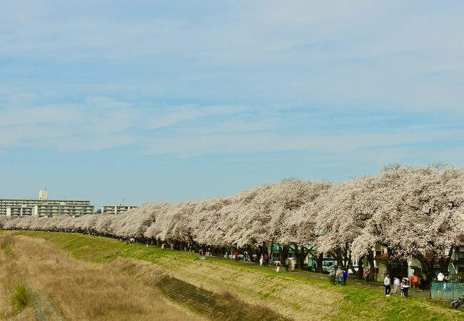 桜並木が素晴らしかった