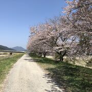 桜吹雪