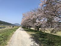 加古川の桜並木 (丹波市氷上町絹山)