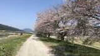 加古川の桜並木 (丹波市氷上町絹山)
