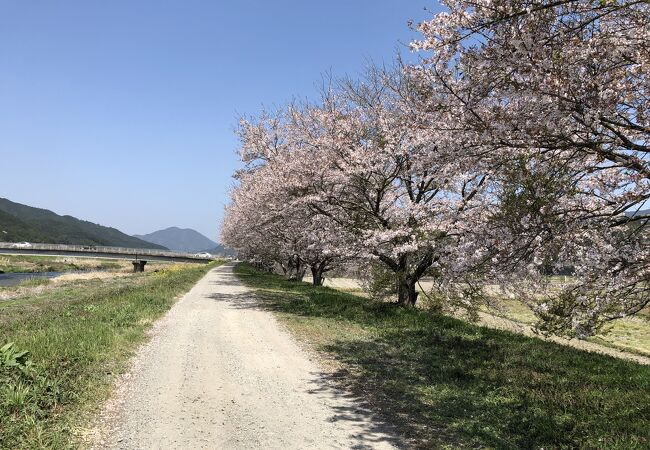 加古川の桜並木 (丹波市氷上町絹山)