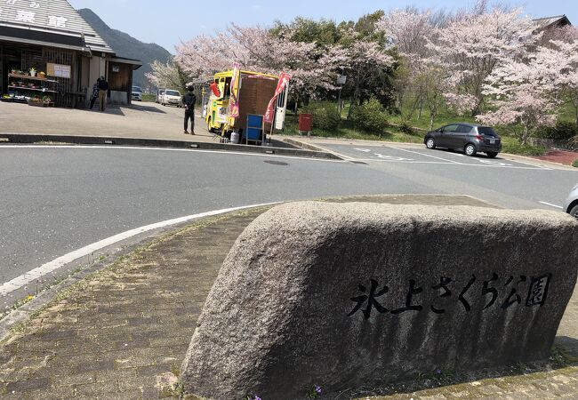 氷上さくら公園