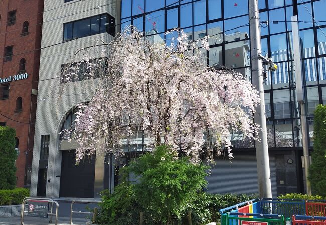 しだれ桜