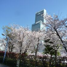 桜とあべのハルカス