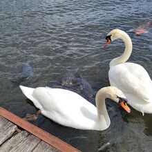 白鳥？がいました