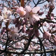 円山公園の桜