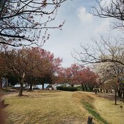 散っていました　桜ケ池公園